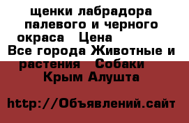 щенки лабрадора палевого и черного окраса › Цена ­ 30 000 - Все города Животные и растения » Собаки   . Крым,Алушта